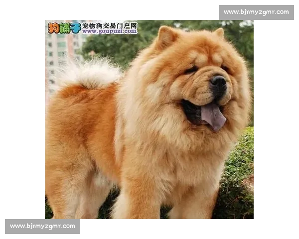 松狮犬精彩竞技赛场全程回顾与训练技巧解析